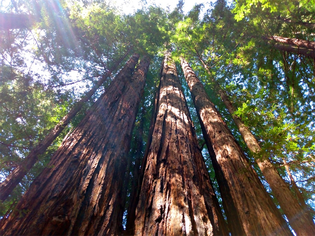 looking up at redwood trees